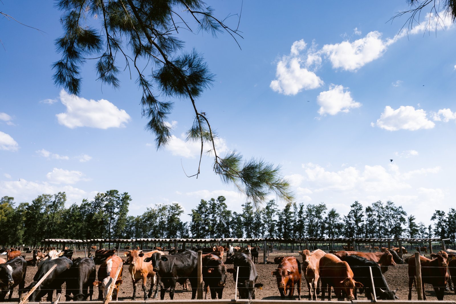 Corrales feedlot
