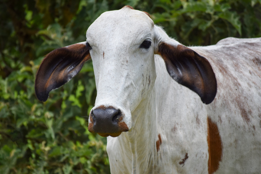 aumento diario del peso vivo como indicador ADPV ,aumento diario de peso vivo