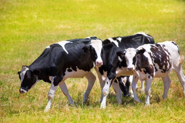 carga animal sistemas ganaderos argentinos