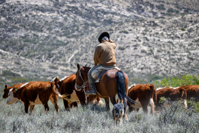 el manejo de los rodeos de cría en otoño Rodeos de cría