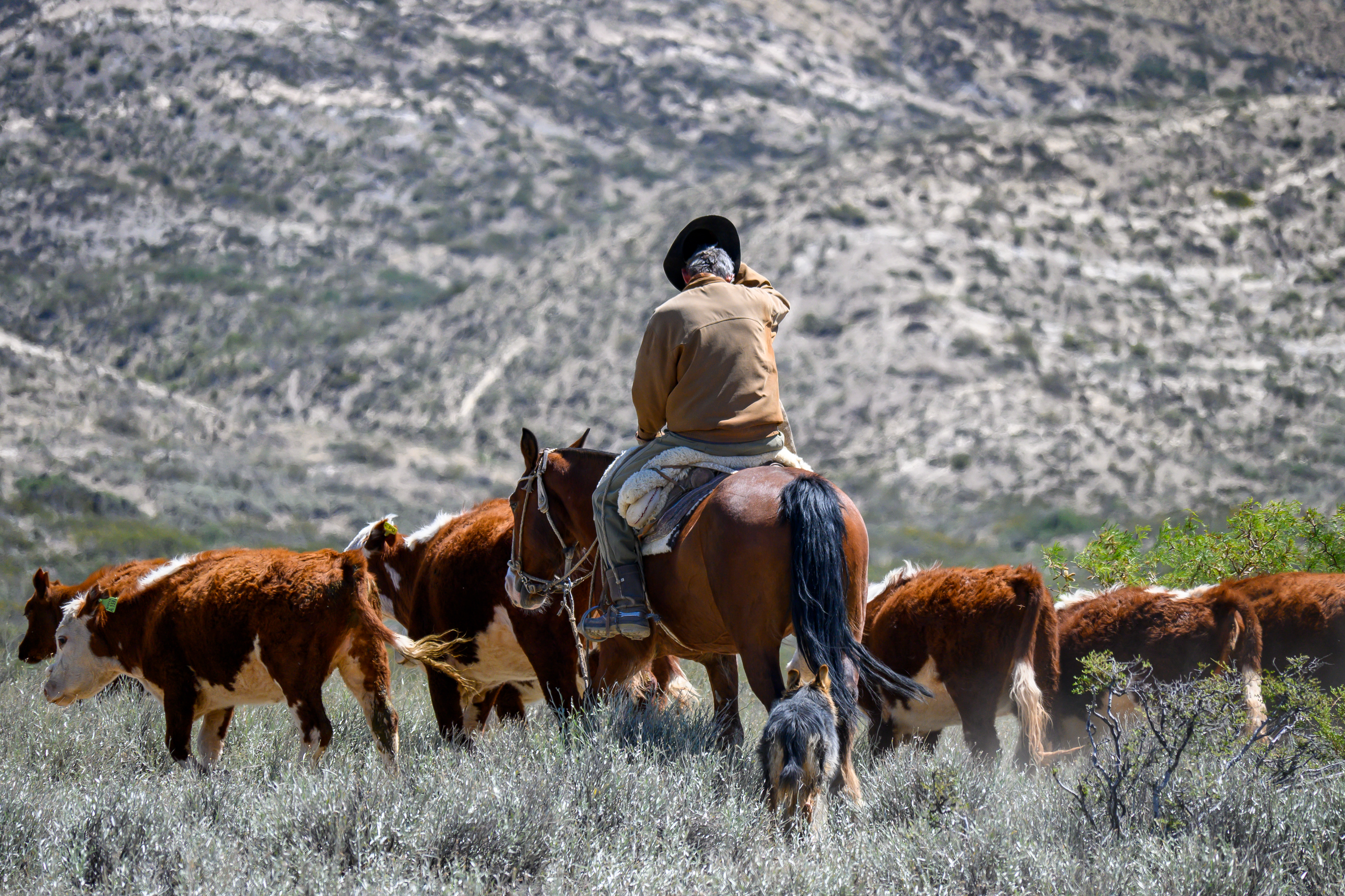 el manejo de los rodeos de cría en otoño Rodeos de cría