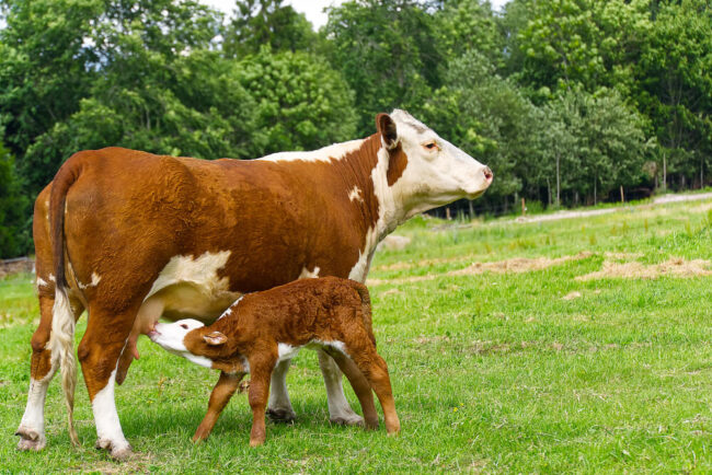 vacas Porcentaje de preñez