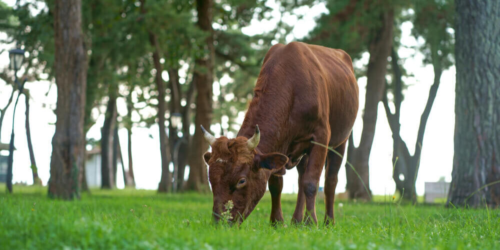 alimentación-de-las-vacas ciclo productivo de un ternero