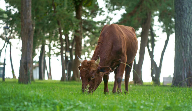 alimentación-de-las-vacas ciclo productivo de un ternero