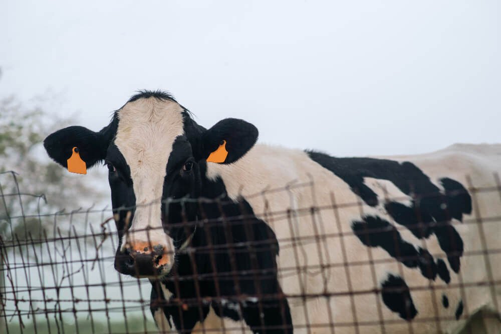 Diferencia entre los bovinos de leche y los bovinos de carne