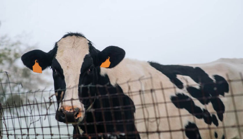 Diferencia entre los bovinos de leche y los bovinos de carne