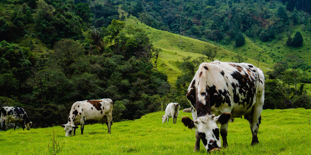 como leer la bosta de los bovinos La bosta de los animales