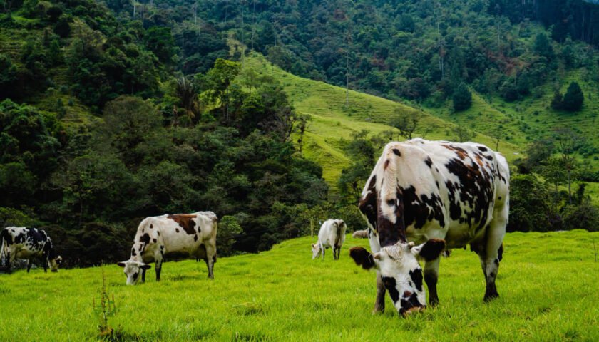 La bosta de los animales