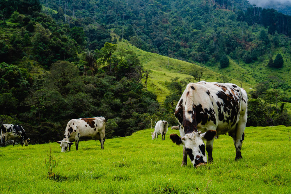 como leer la bosta de los bovinos La bosta de los animales