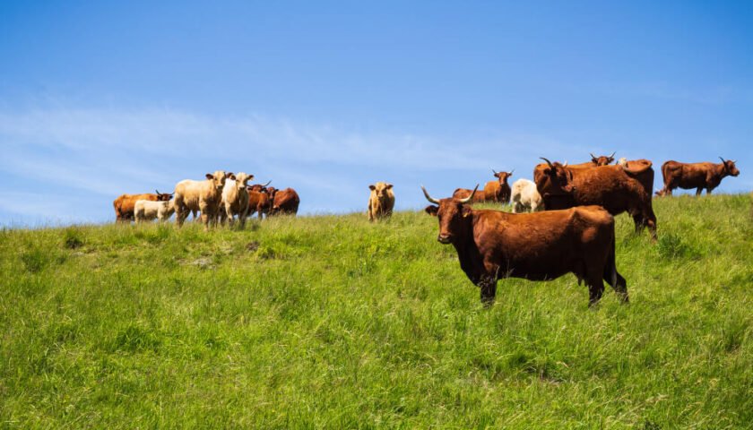 Reproducción y manejo del servicio de los Toros
