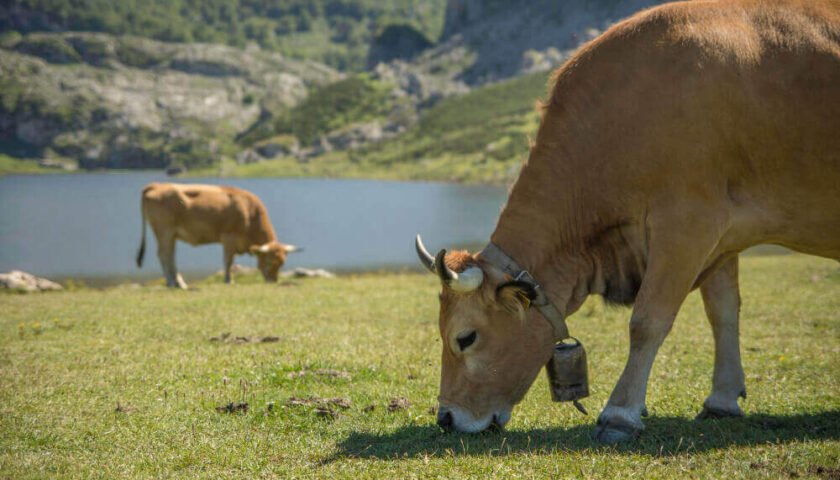 La actividad agrícola y ganadera se conjuegan