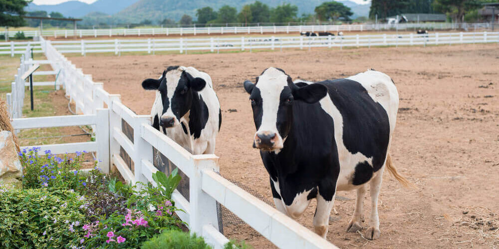 calostro-como-suplemento El suplemento que genera las vacas para sus terneros