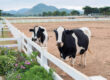 El suplemento que genera las vacas para sus terneros