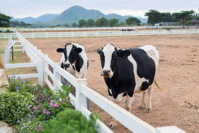 calostro-como-suplemento El suplemento que genera las vacas para sus terneros