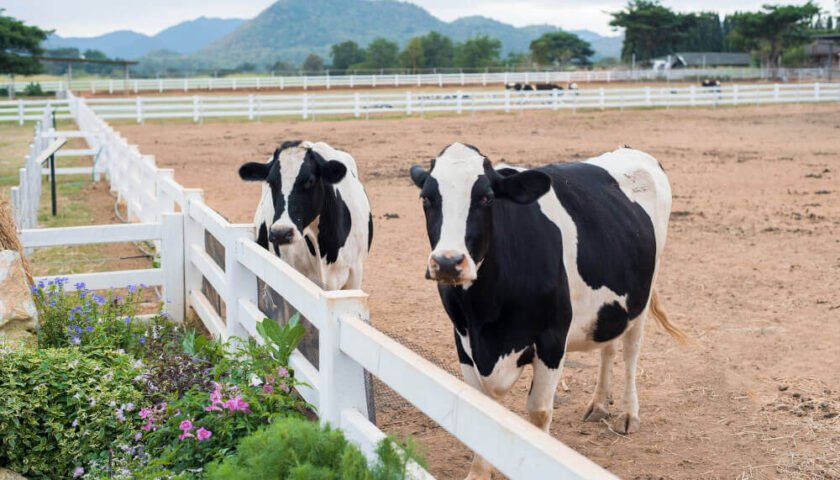 El suplemento que genera las vacas para sus terneros