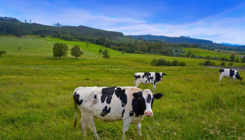 La Diarrea y gran impacto que genera en los animales