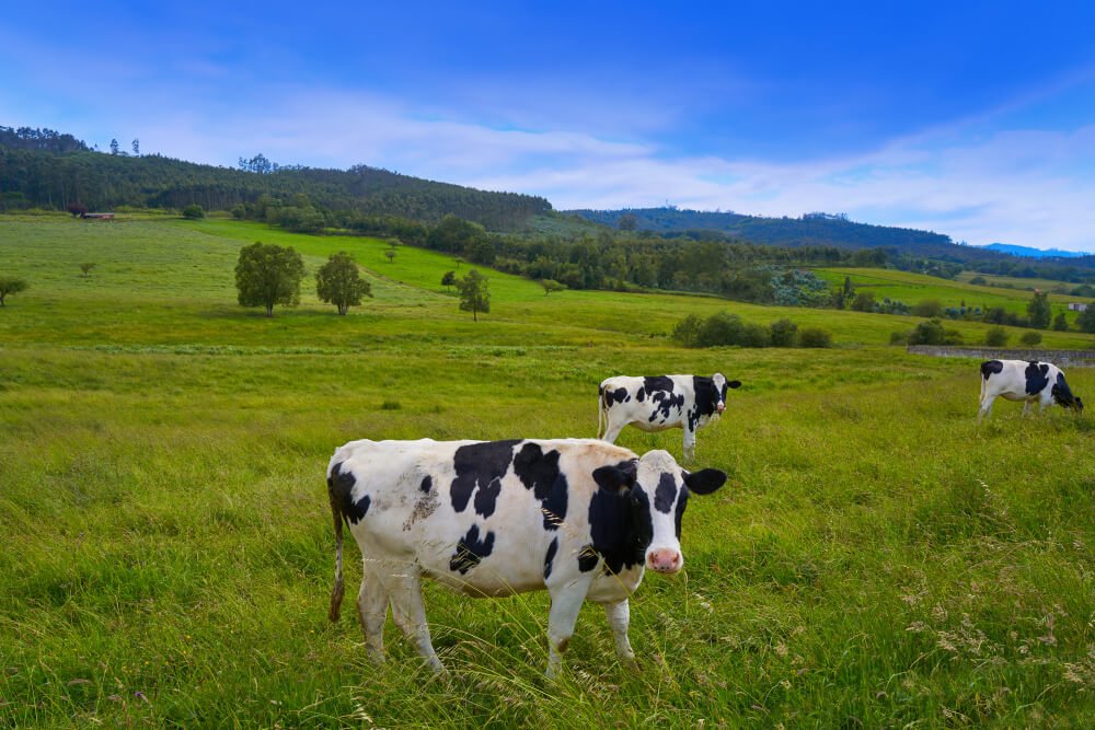 La Diarrea y gran impacto que genera en los animales