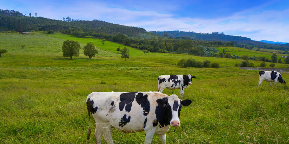 cómo-afecta-a-los-animales-la-diarrea La Diarrea y gran impacto que genera en los animales