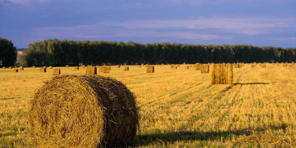 forraje Tipos de forraje para vacas y la producción ganadera