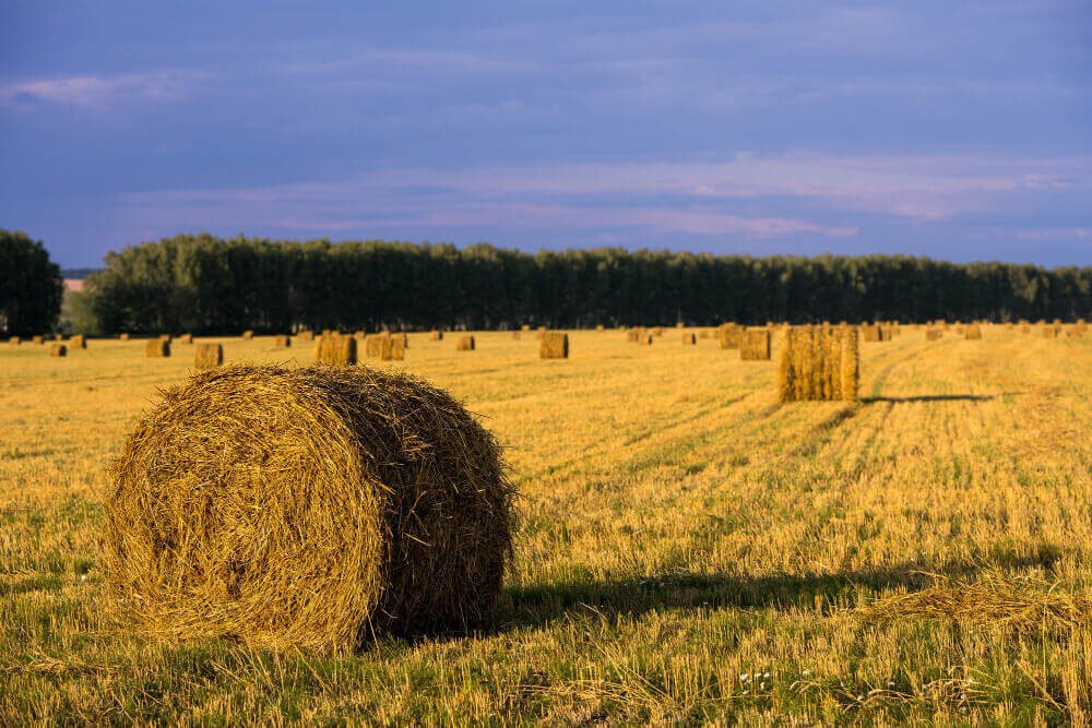 Tipos de forraje para vacas y la producción ganadera