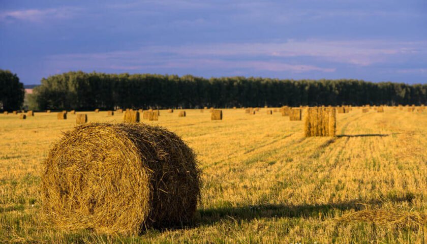 Tipos de forraje para vacas y la producción ganadera