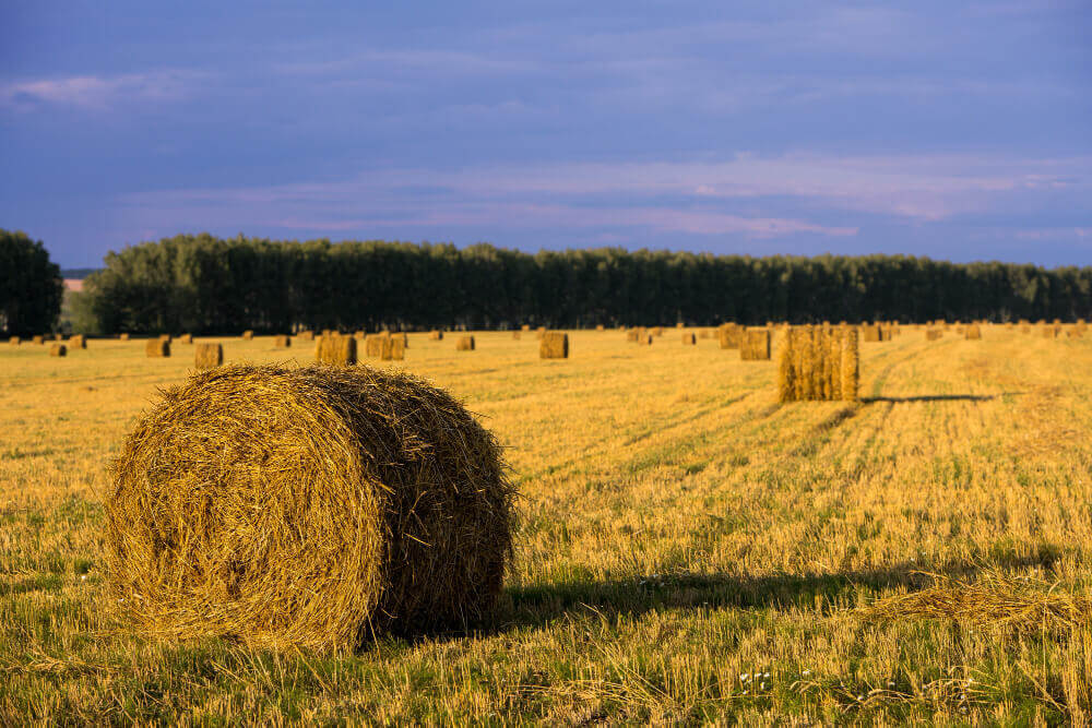 forraje Tipos de forraje para vacas y la producción ganadera