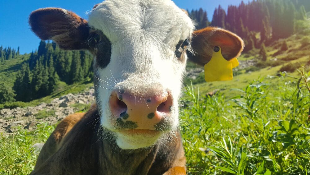 La producción ganadera y la gran importancia que tiene