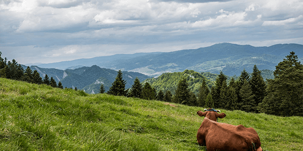 pasturas-cuidado Uso correcto y cuidado de Pasturas