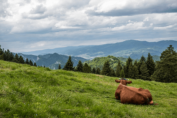 Uso correcto y cuidado de Pasturas
