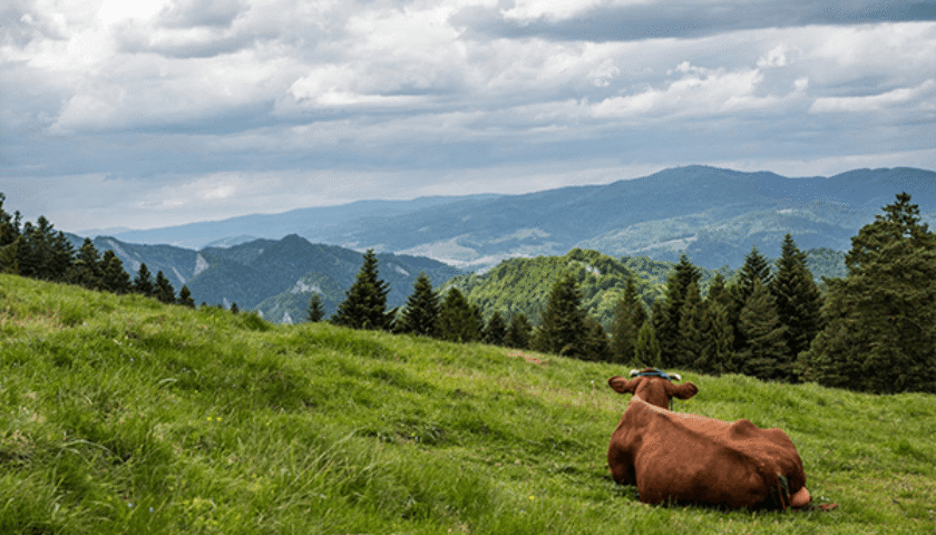 Uso correcto y cuidado de Pasturas