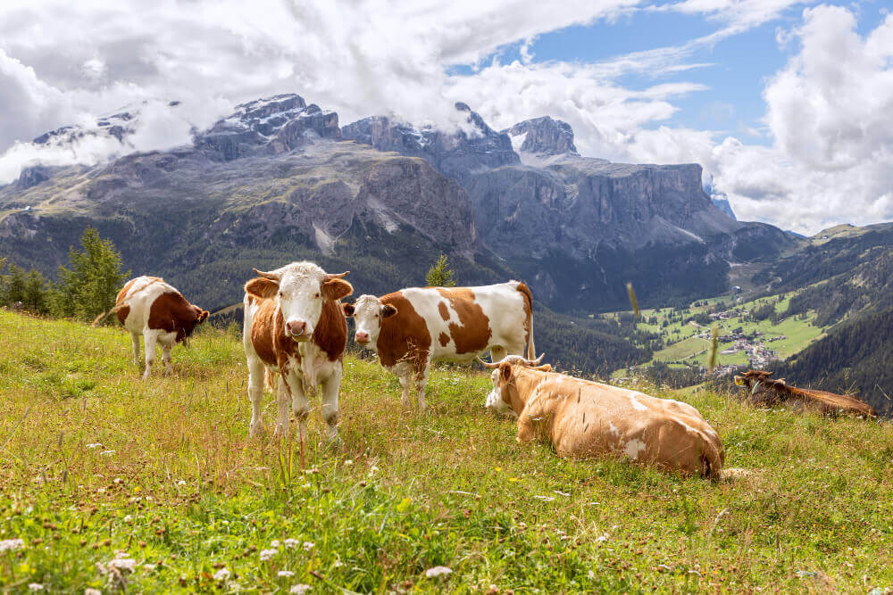 prótesis-dentales-bovinas omposición dentaria bovina