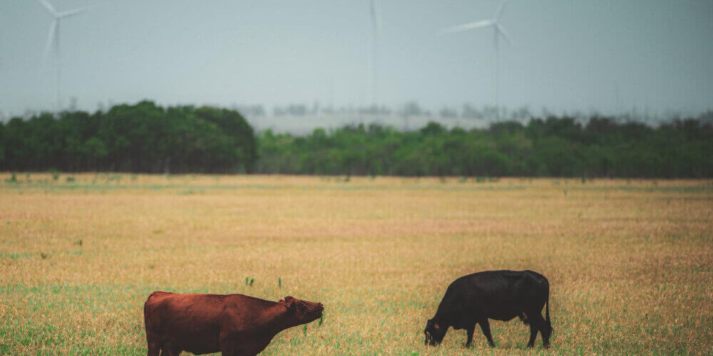 requerimientos-energético-rodeos-de-cría Servicios de rodeos de cría