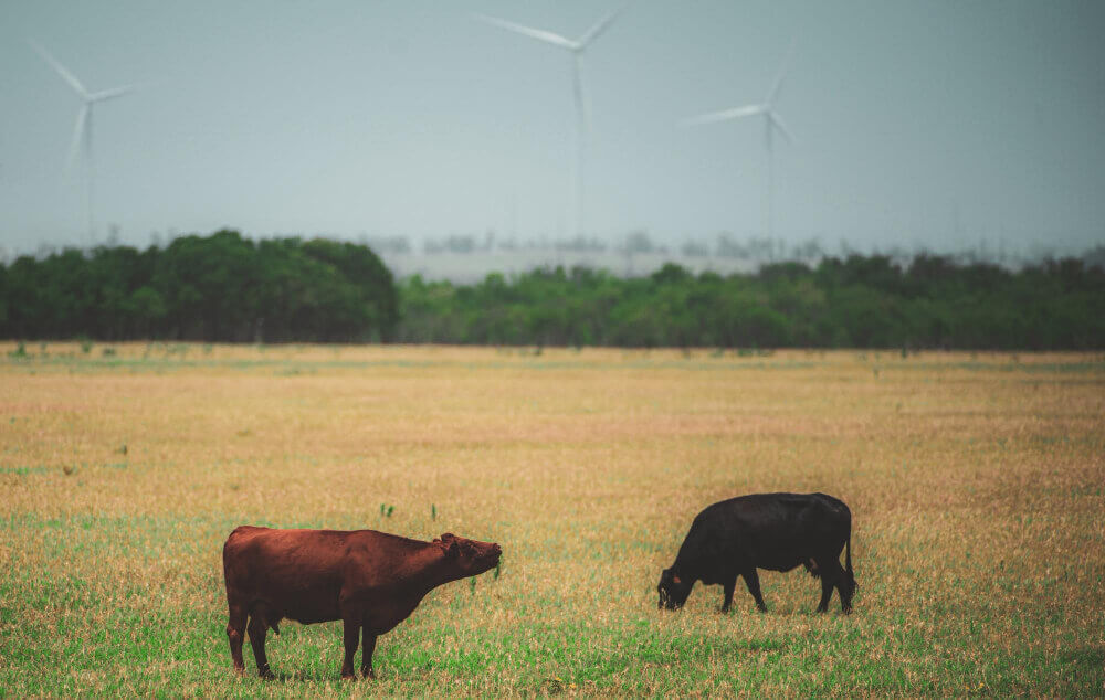 requerimientos-energético-rodeos-de-cría Servicios de rodeos de cría