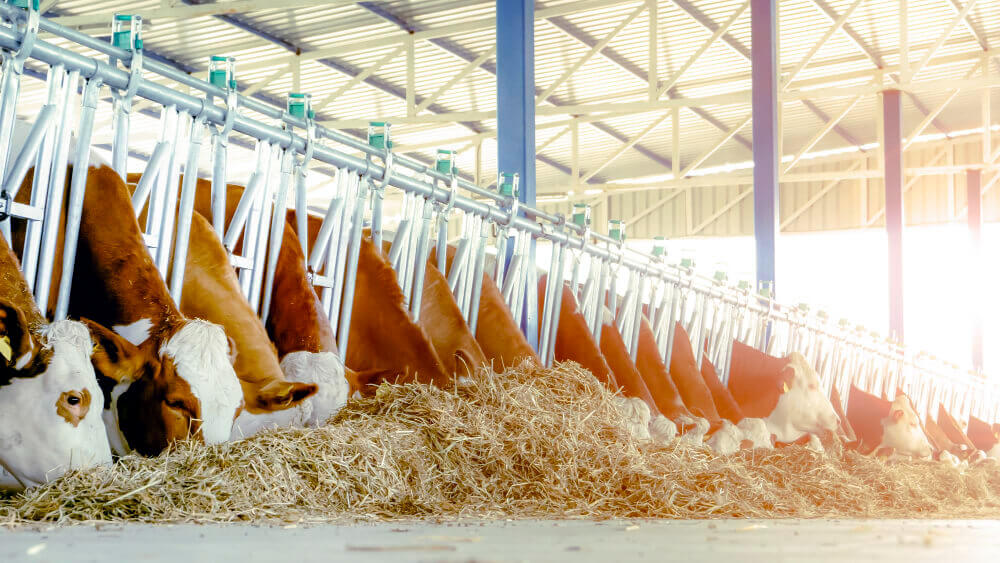 tipo-de-forraje silos para reserva