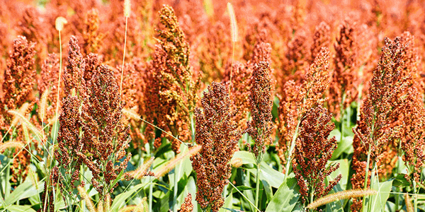 tipos-de-sorgo Sorgos y sus características