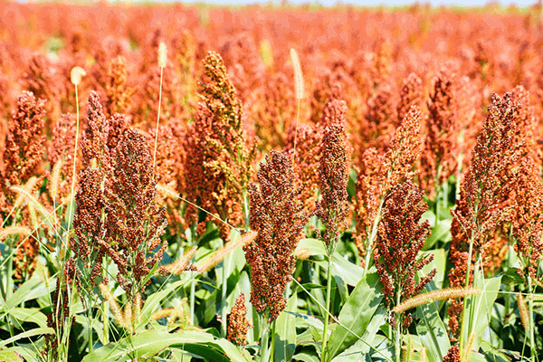Sorgos y sus características