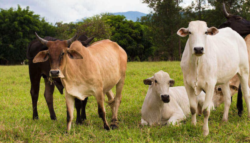 Producción y castración bovina