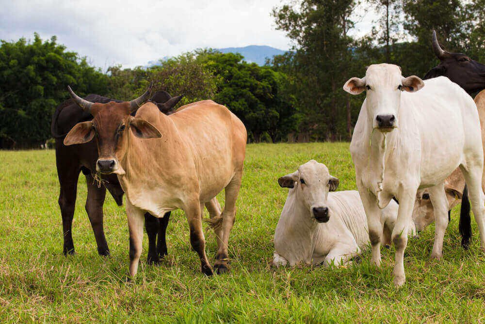 Producción y castración bovina