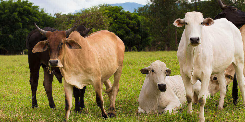Castración Producción y castración bovina