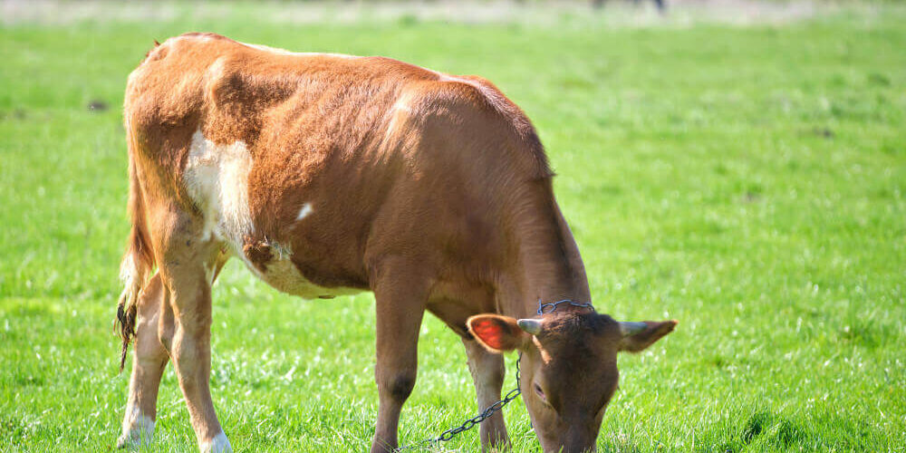 Fertilidad-del-suelo Producción y fertilidad en las pasturas