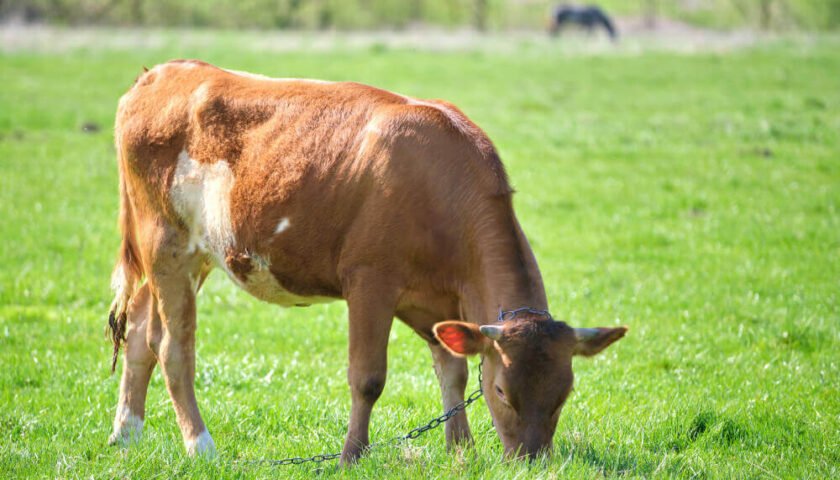 Producción y fertilidad en las pasturas