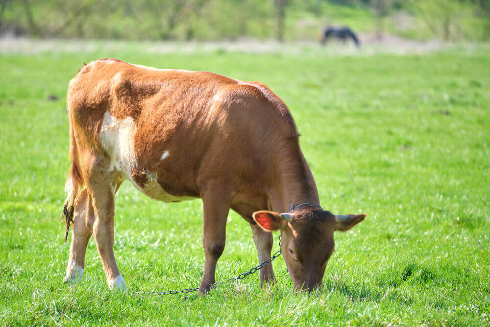 Fertilidad-del-suelo Producción y fertilidad en las pasturas