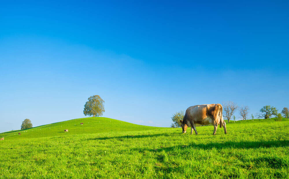 Plantas, ecología, medioambiente y la Ganadería
