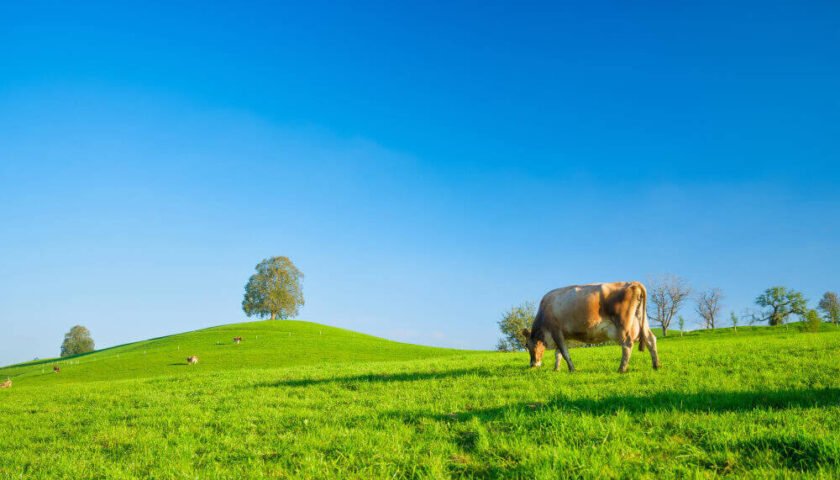 Plantas, ecología, medioambiente y la Ganadería