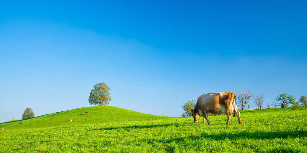 ganadería-y-medioambiente Plantas, ecología, medioambiente y la Ganadería