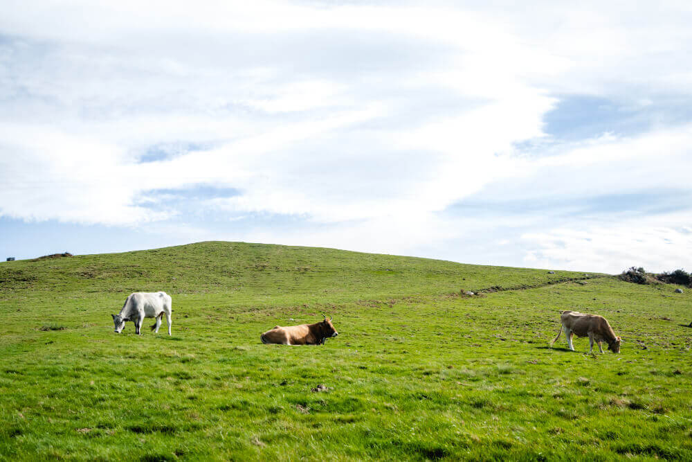 la-bosta-y-el-orín La bosta y el orín del ganado vacuno