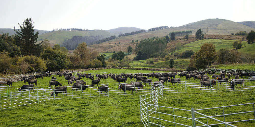 manejo-pasturas cosechadas a diente