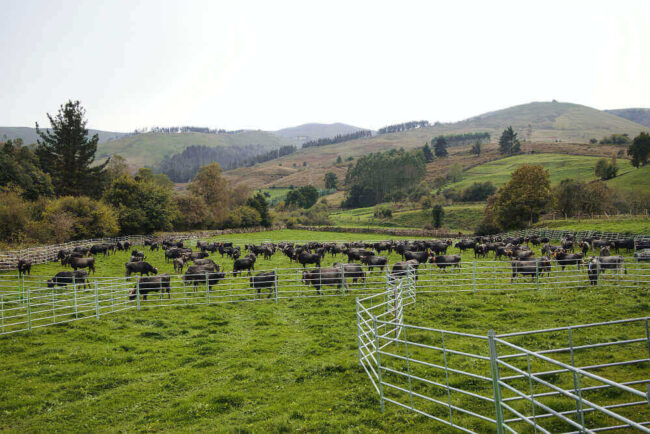 manejo-pasturas cosechadas a diente