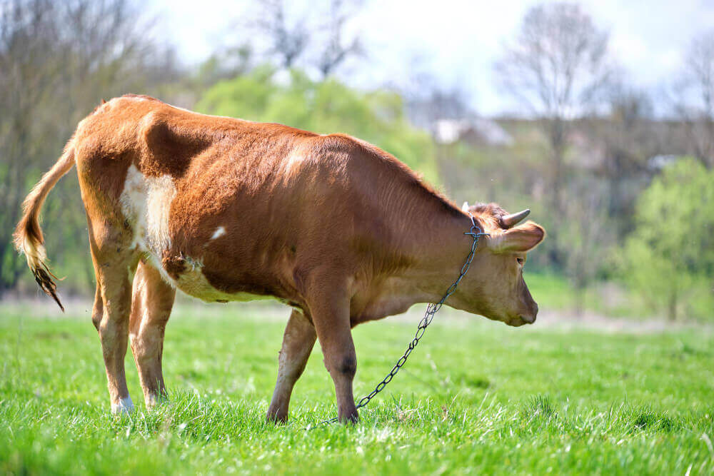las pasturas y los campos naturales