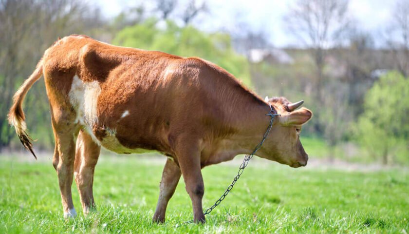 las pasturas y los campos naturales